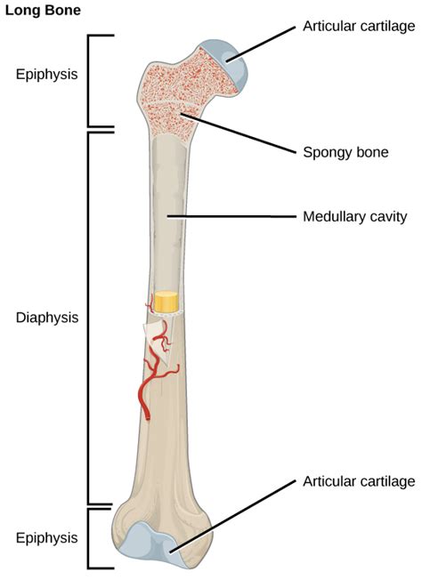 Bone | Biology II