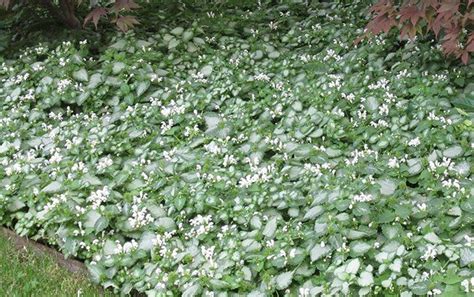 Groundcovers You Can Step On | High Country Gardens Blog | Ground cover ...