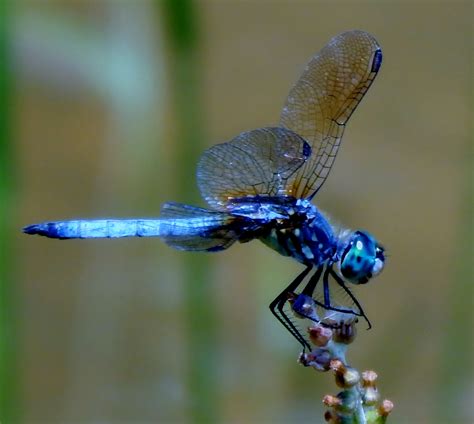 My Food and Gardens: Dragonflies