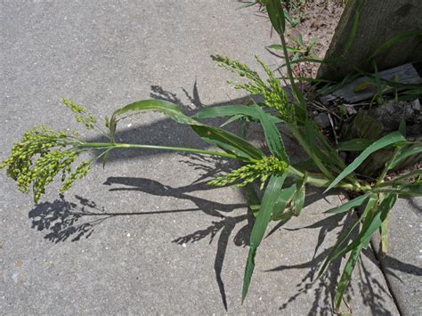 Panicum miliaceum (Poaceae) image 107491 at PhytoImages.siu.edu