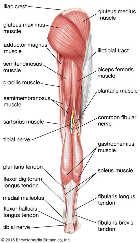 Leg Muscle Anatomical Structure, Labeled Front, Side And Back View ...