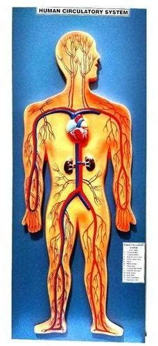 Human Circulatory System Model Manufacturer, Supplier from Ambala