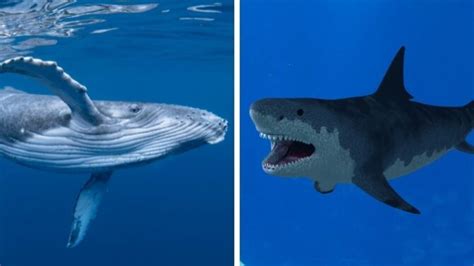 Shark Vs Blue Whale