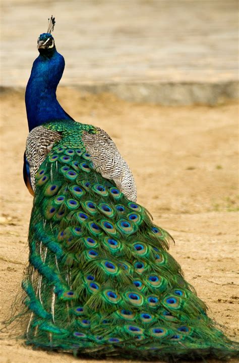 15 Birds With Spectacularly Fancy Tail Feathers | Bird species, Pretty ...