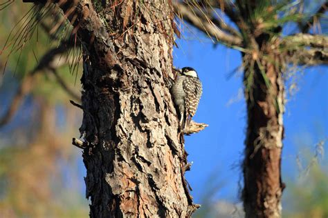 10 of North America's Most Endangered Birds