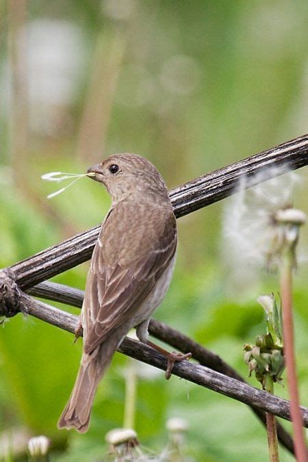 Common Rosefinch - BirdForum Opus | BirdForum