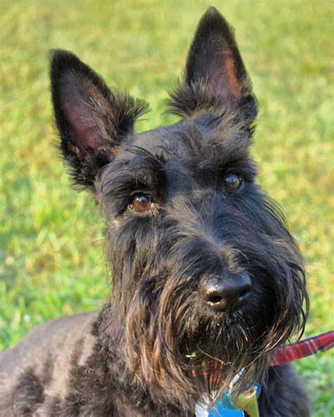 Scottish Terrier - Wikipedia