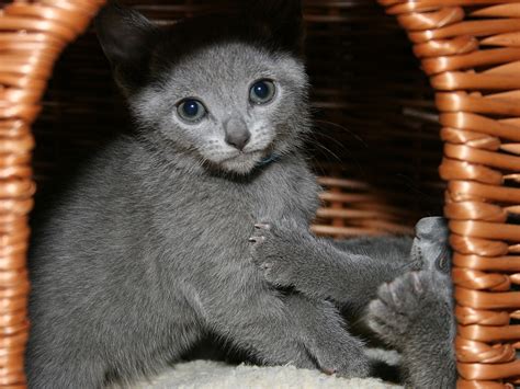 Russian Blue cat price: how much do russian blue kittens cost | Russian ...