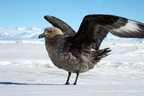 Multimedia Gallery - Antarctic Wildlife--South polar skua | NSF ...