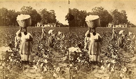 Cotton Plantations Slavery