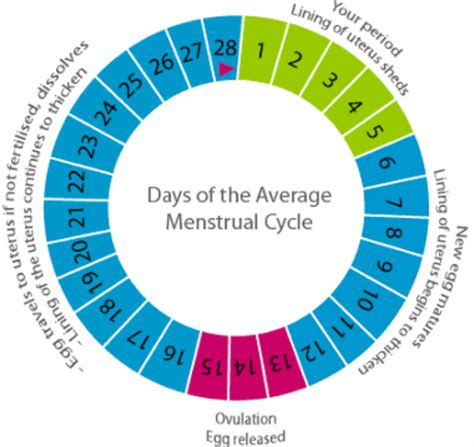 KInfo/Enternatiment : THE MENSTRUAL CYCLE