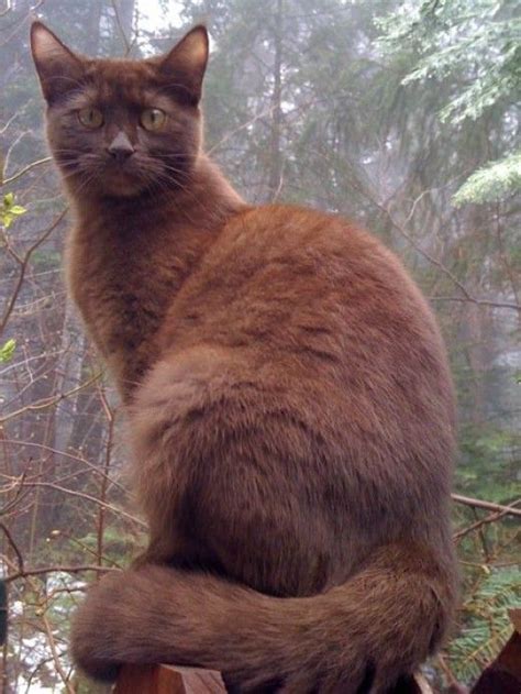 Chocolate Brown Cat Breeds - Pets Lovers