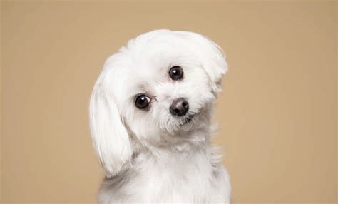 Whats The Smallest Dog Breed You Can Buy