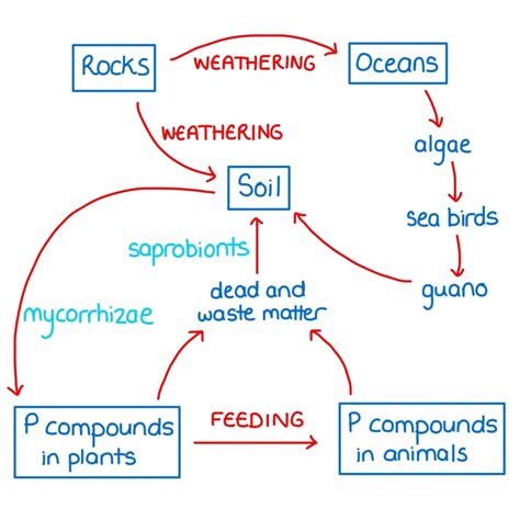 Phosphorus cycle: Introduction, Steps, Importance, Human Impacts