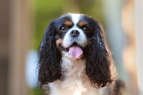 7 Things To Know About Cavalier King Charles Spaniels – American Kennel ...