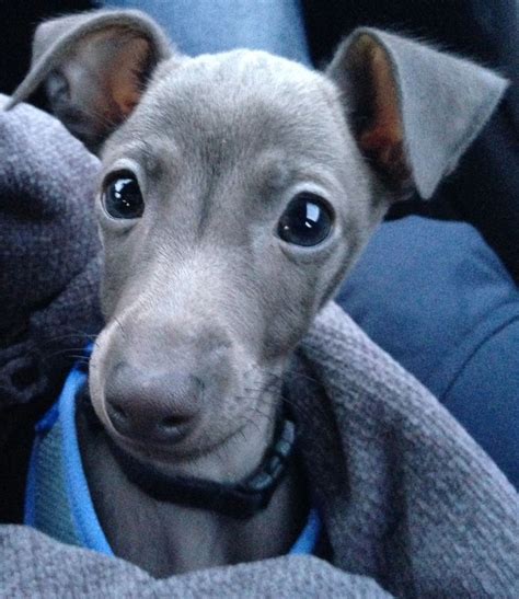 Italian Greyhound Cutie! Animals And Pets, Baby Animals, Cute Animals ...