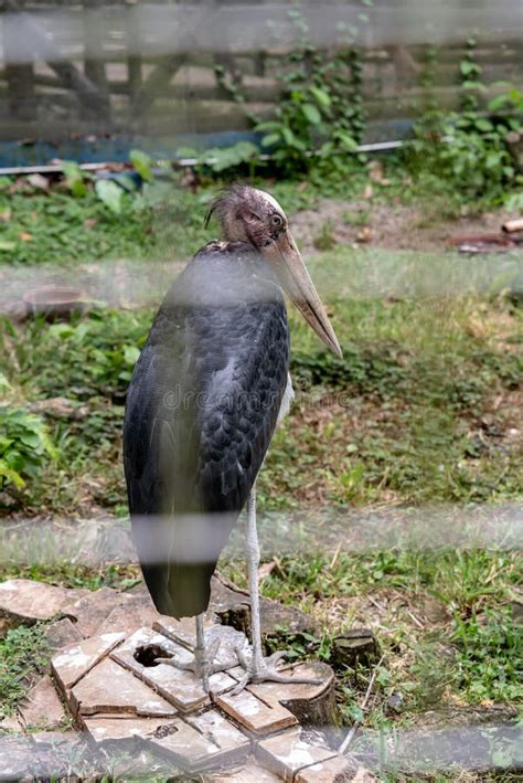 The Labuan Bird Park, Malaysia Stock Image - Image of concerts, outdoor ...