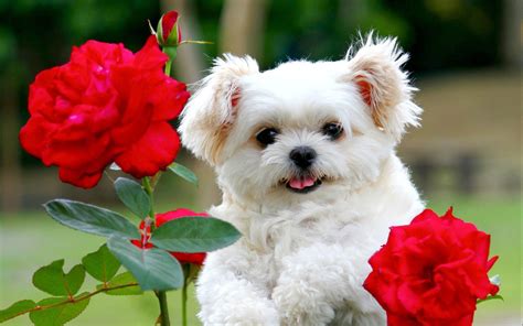 Cute Little Puppies Wallpapers - Top Free Cute Little Puppies ...