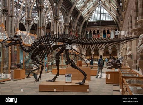 A complete dinosaur skeleton on display at the Oxford University Museum ...