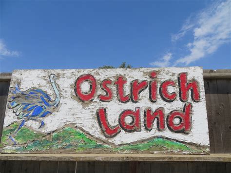 Ostrich & Emu Farm in Solvang - Restless Curiosity