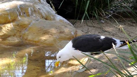 Aves de Australia, Sydney 2012. Nikon J-1 - YouTube