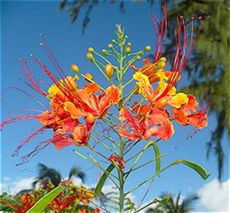 Pride Of Barbados - National Flower | Barbados.org