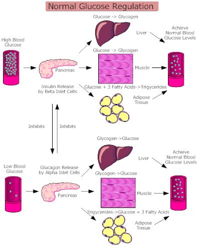 Normal Glucose Regulation