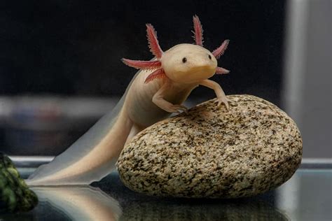 Ideal Axolotl Tank Guide: How to Set It up & What to Include