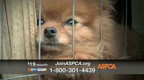 [最も人気のある！] aspca ads 333305-Aspca ads voice - tuongmosipjos