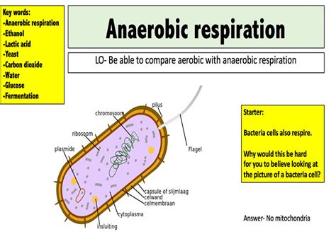 Bacteria Respiration