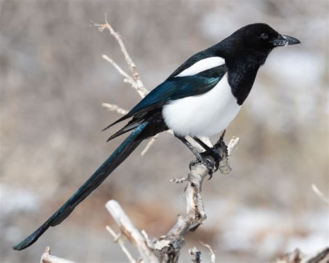 Black-Billed Magpie - American Magpie - Profile | Facts | Traits - Bird ...