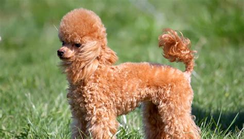 Miniature Poodle - Temperament, Lifespan, Shedding, Puppy