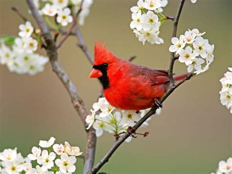 Cardinal Bird Wallpapers - Wallpaper Cave