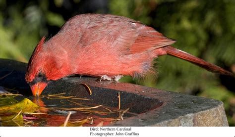 Water- An Essential Element for the Birds