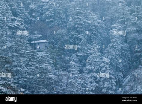 Latest views of Snowfall in Shimla Stock Photo - Alamy