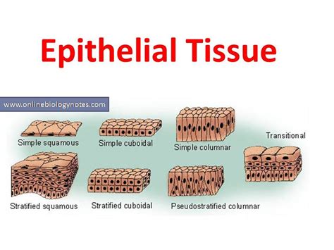 Epithelial Tissue Definition Types Functions Examples Epithelial ...