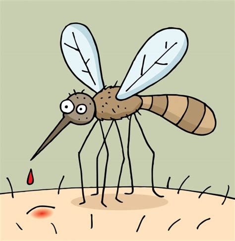 Anopheles Mosquito Illustrations, Royalty-Free Vector Graphics & Clip ...