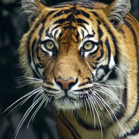 Tiger Roar Sounds - Apps on Google Play