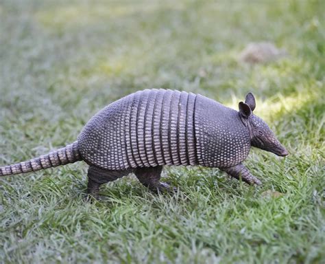 Armadillo – The Little Armored One - Trending Topics - Missouri Poison ...