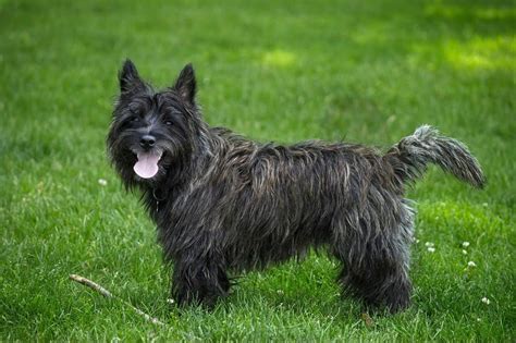 Cairn terrier: Dog breed characteristics & care