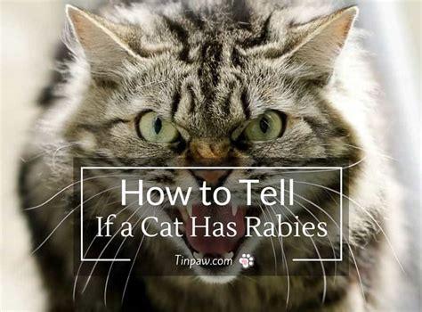 How to Tell If a Cat Has Rabies : Symptoms and Warning Signs - TinPaw