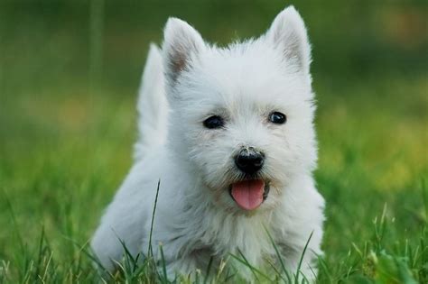 Meet the West Highland White Terrier!