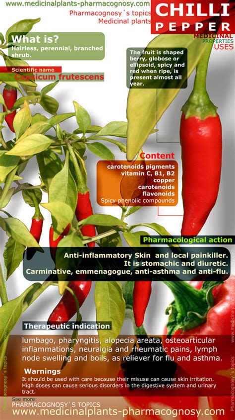 Chilli pepper benefits. Infographic - Pharmacognosy - Medicinal Plants