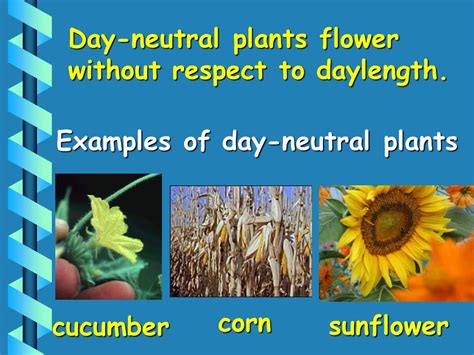 What are day neutral plants give four example - Biology - Plant Growth ...