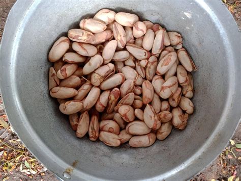 Boiled Jackfruit Seeds. - Thailandtv.news