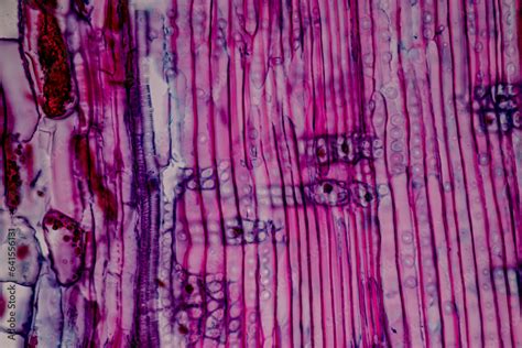 The study of plant tissues under the microscope in the laboratory ...