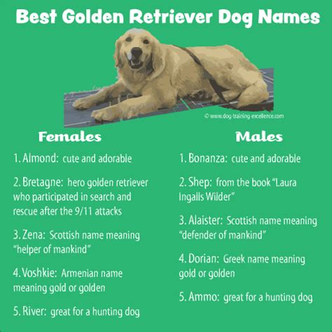 400+ Memorable Golden Retriever Names to Celebrate your New Dog