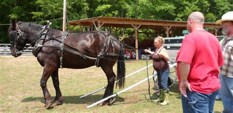 Carriage Driving School - Sugar Creek Carriages