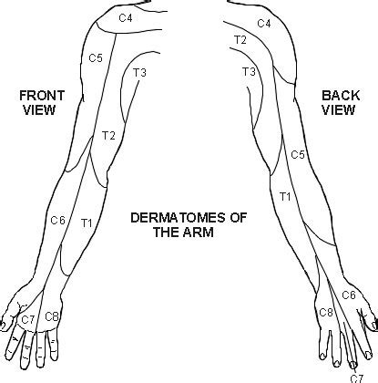 Dermatomes Upper Limb