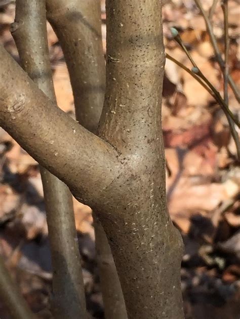 Identifying Trees by Their Bark | Master Gardeners of Northern Virginia